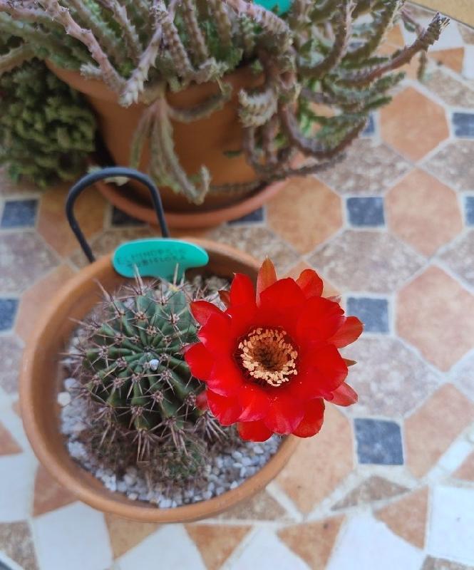 Echinopsis tubiflora.jpg